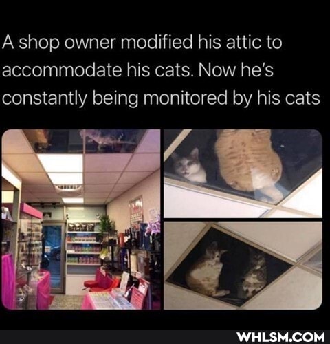 A shop owner modified his attic to accommodate his cats. Now he's constantly being monitored by his cats