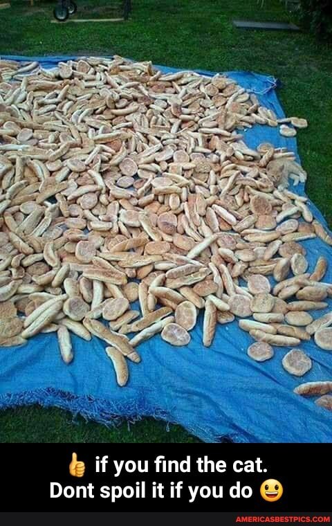 (g if you find the cat.
Dont spoil it if you do - 👍 if you find the cat. Dont spoil it if you do 😃