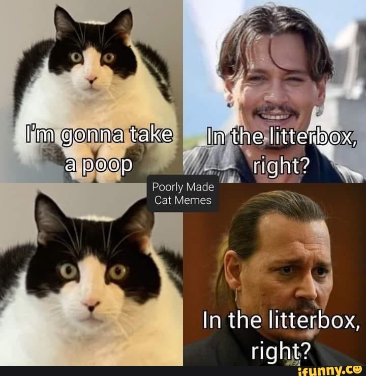 Take litterbox, poop right? Poorly Made Cat Memes In the litterbox