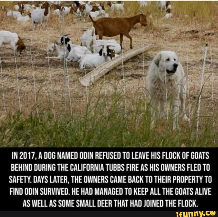 IN 2017, A DOG NAMED ODIN REFUSED TO LEAVE HIS FLOCK OF GOATS BEHIND DURING THE CALIFORNIA TUBES FIRE AS HIS OWNERS FLED TO SAFETY. DAYS LATER, THE OWNERS CAME BACK TO THEIR PROPERTY TO FIND ODIN SURVIVED. HE HAD MANAGED TO KEEP ALL THE GOATS ALIVE AS WELL AS SOME SMALL DEER THAT HAD JOINED THE FLOCK.