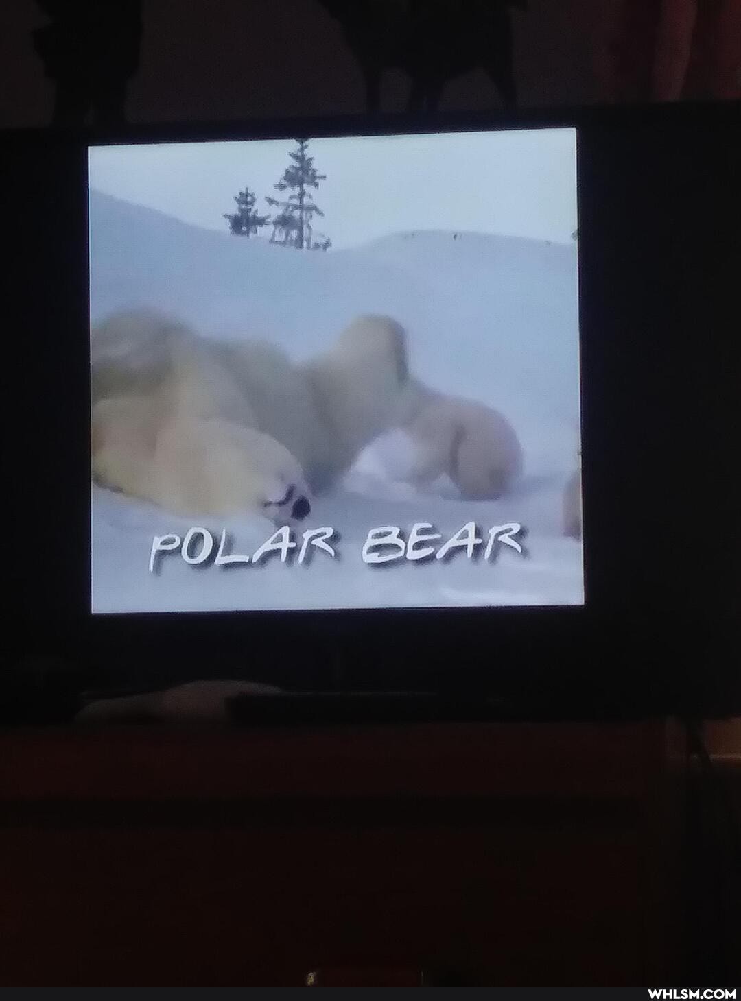 POLAR BEAR