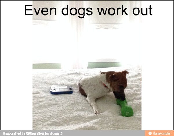 Even dogs work out