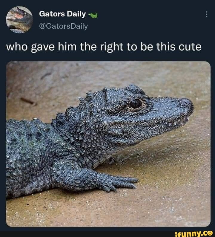 Gators Daily @GatorsDaily who gave him the right to be this cute - iFunny