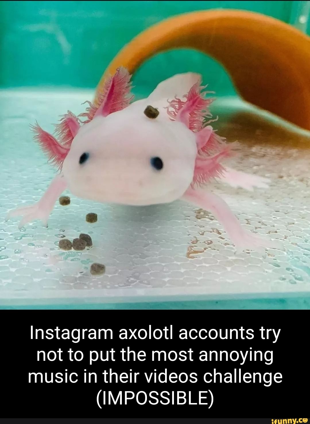 Instagram axolotl accounts try not to put the most annoying music in ...