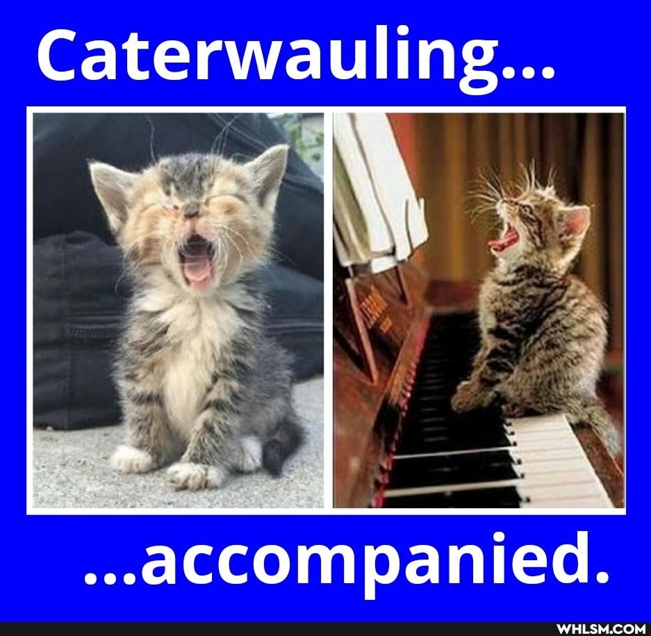 Caterwauling...
...accompanied.