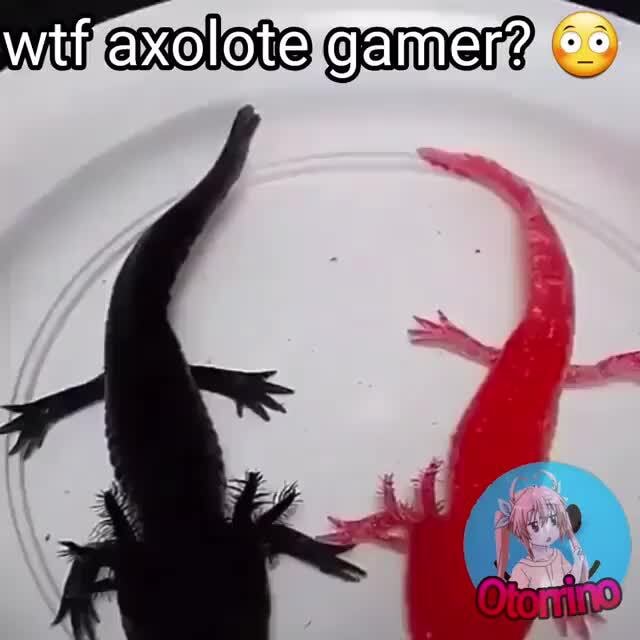 Zerei o joguinho dos axalotes do google kkkkk Você encontrou todos os cinco  tipos de axolote! Só eu e meus melhores amigos - iFunny Brazil