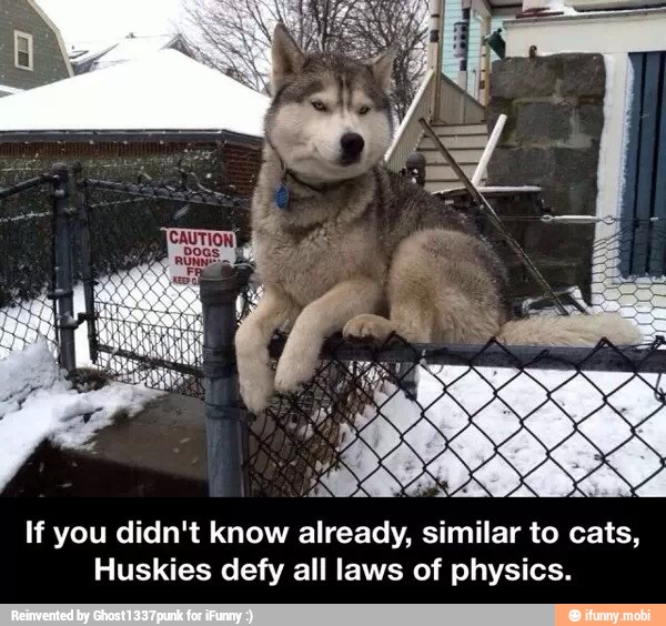 if
CRIB
If you didn't know already, similar to cats,
Huskies defy all laws of physics.
4