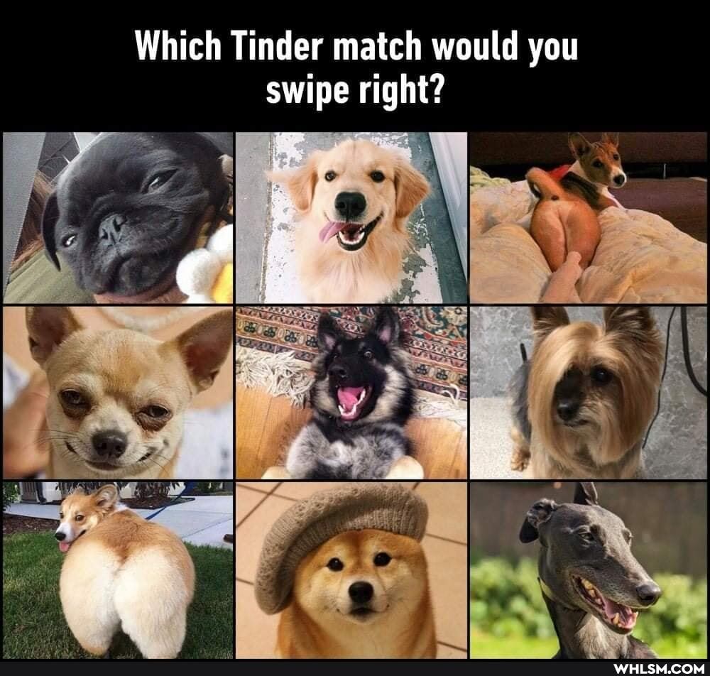 Which Tinder match would you swipe right?