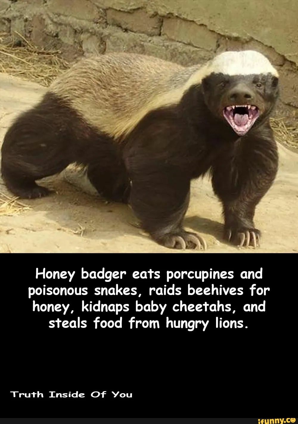 Honey badger eats porcupines and poisonous snakes, raids beehives for