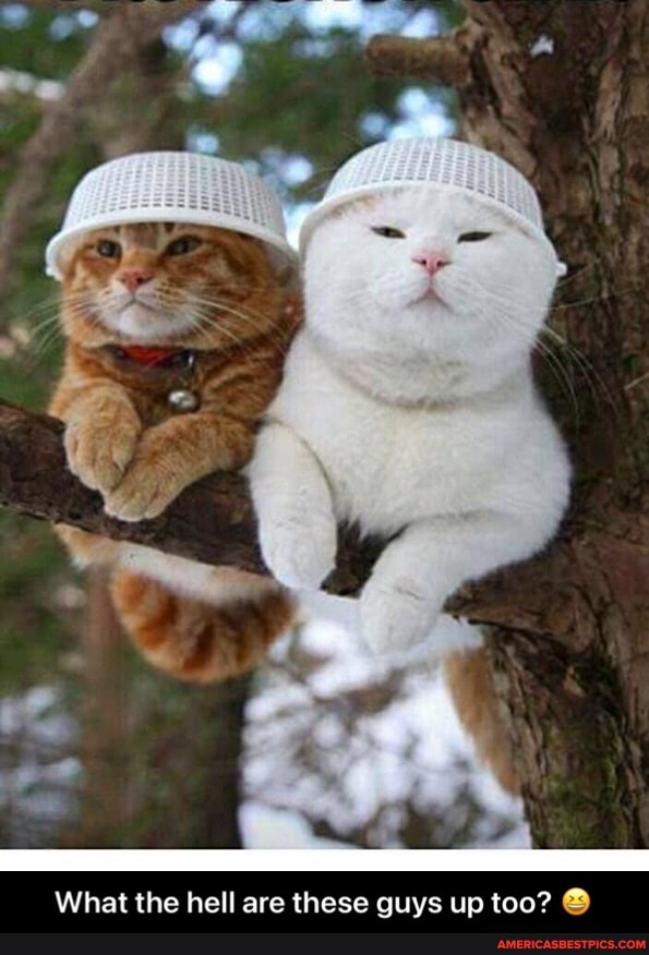What the hell are these guys up too? - What the hell are these guys up too? đŸ˜†