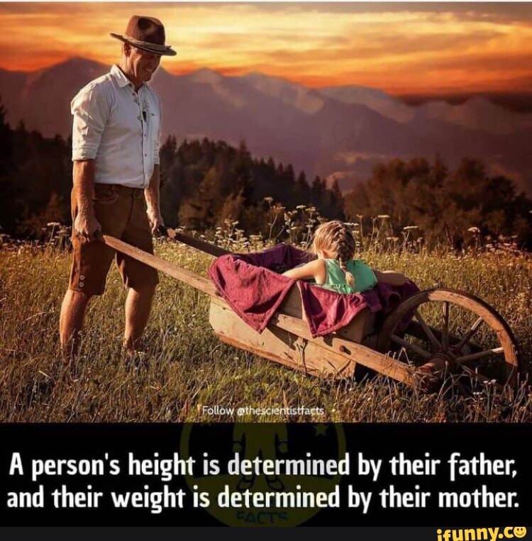 a-person-s-height-is-determined-by-their-father-and-their-weight-is