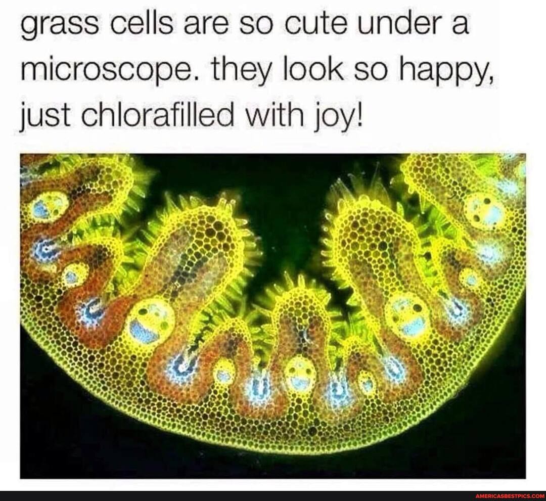 grass cells are so cute under a microscope. they look so happy, just chlorafilled with joy!
SS