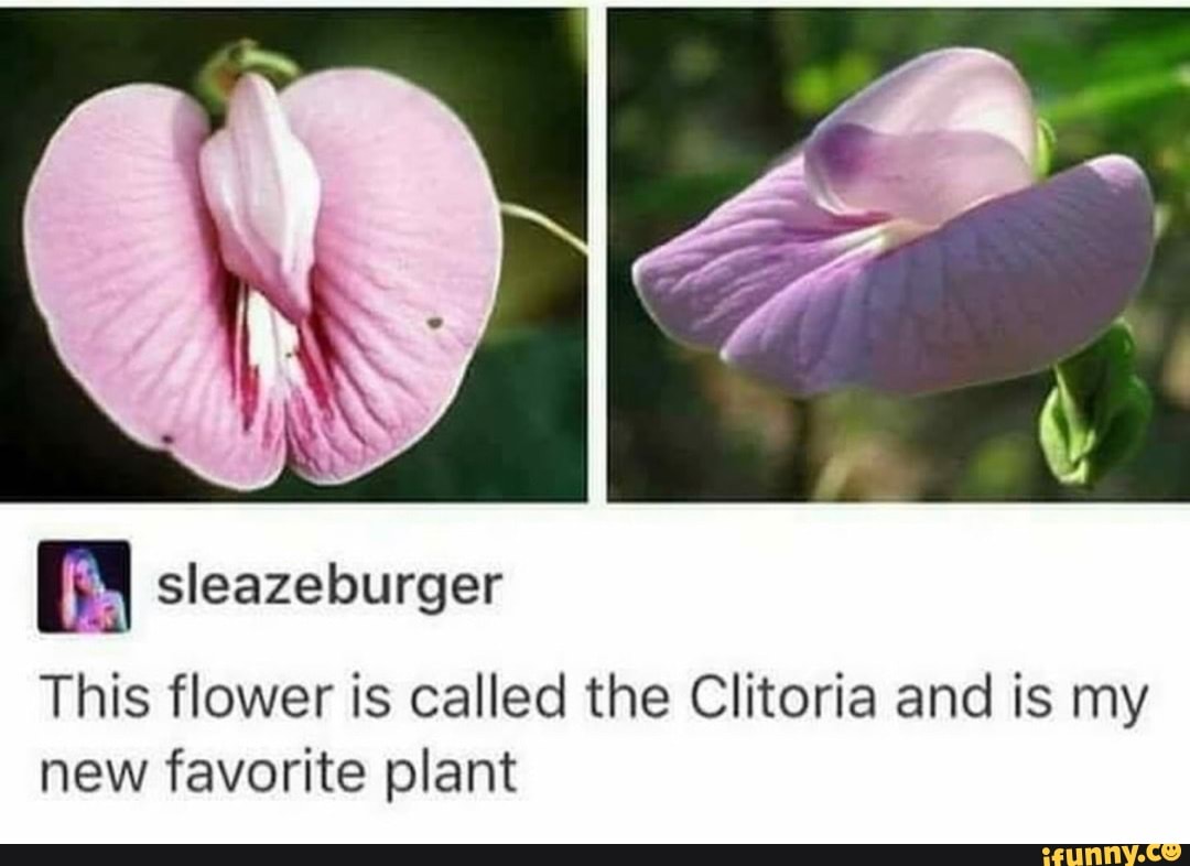 sleazeburger This flower is called the Clitoria and is my new favorite plan...