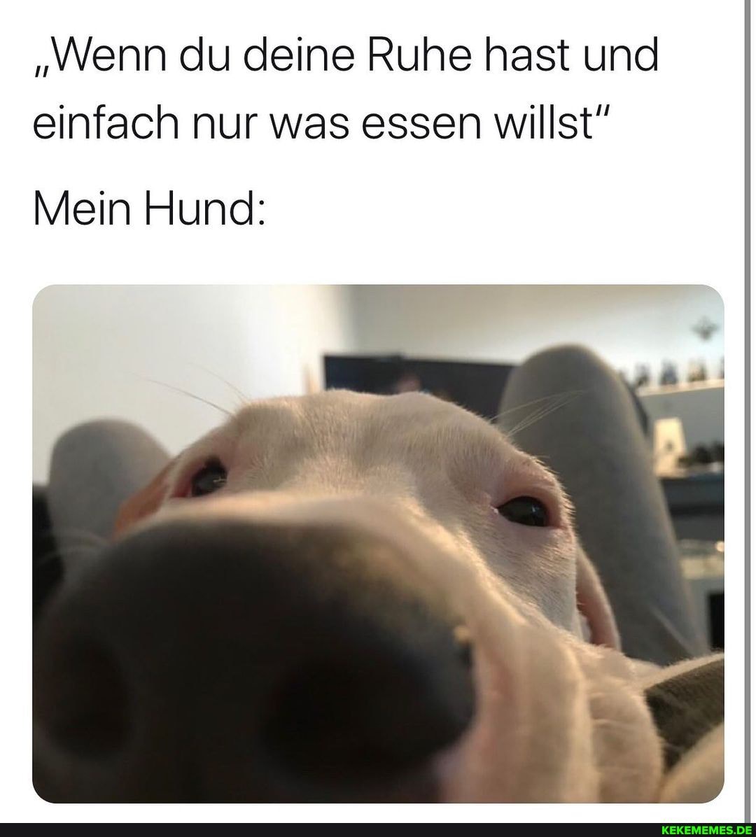 "Wenn du deine Ruhe hast und einfach nur was essen willst"
Mein Hund: