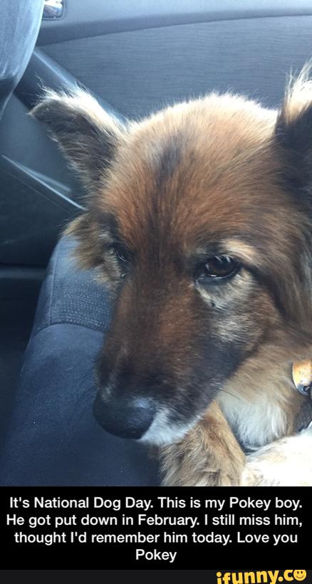 It's National Dog Day. This is my Pokey boy.
He got put down in February. I still miss him,
thought I'd remember him today. Love you
Pokey - It's National Dog Day. This is my Pokey boy. He got put down in February. I still miss him, thought I'd remember him today. Love you Pokey