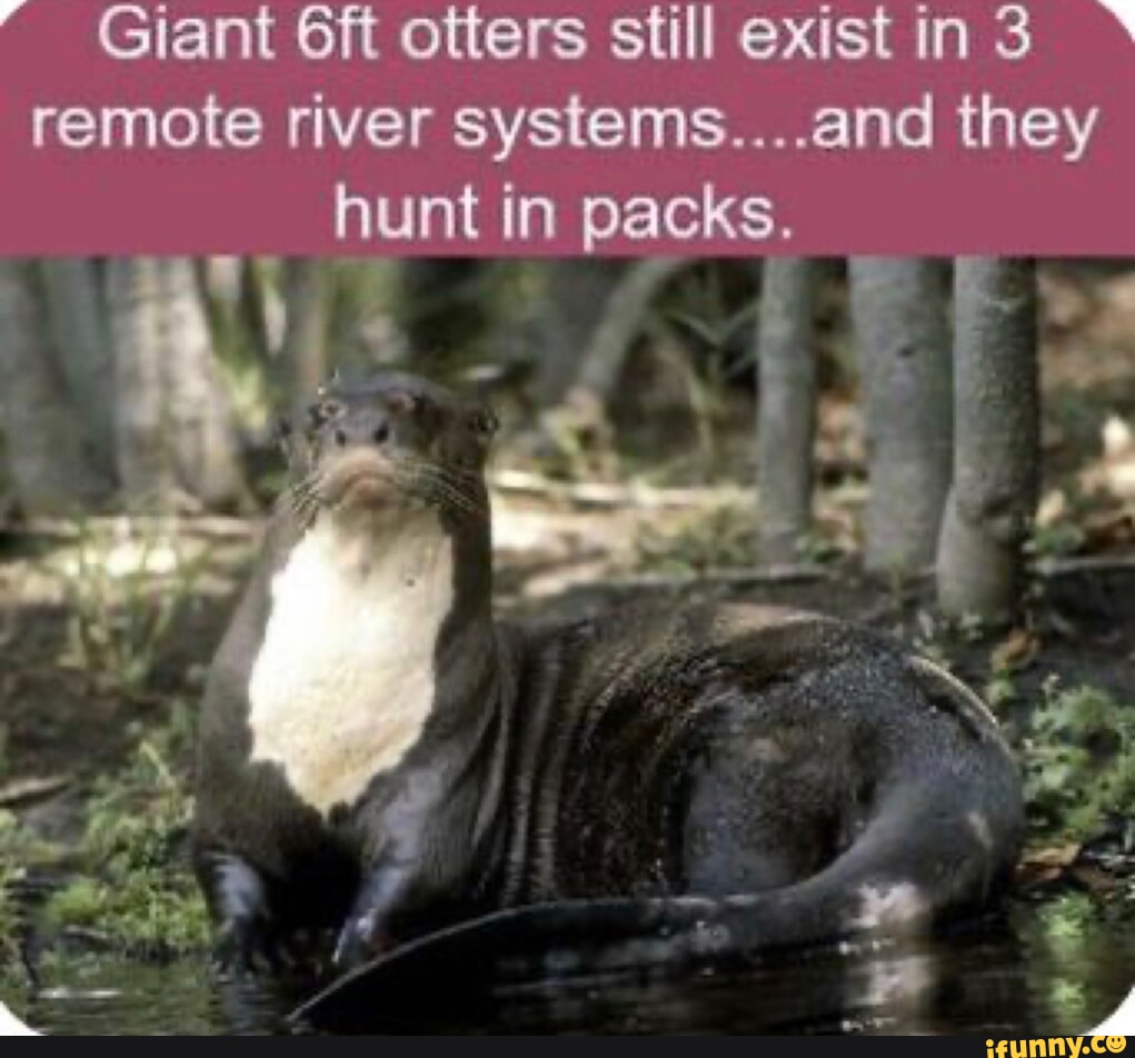 Giant otters still exist remote river iems.. and they hunt in packs. MS