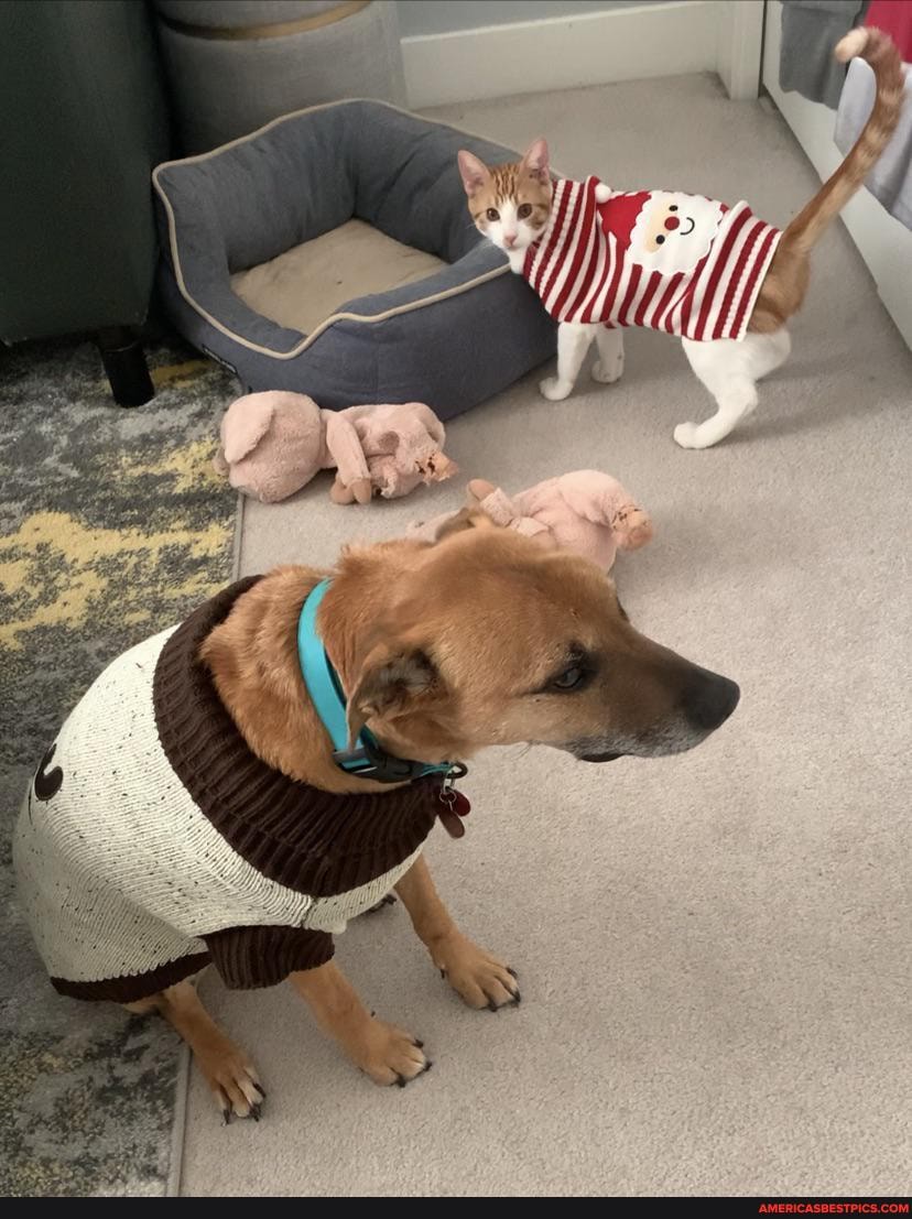 update, cat, loves, dog, wear, sweaters, don, chi