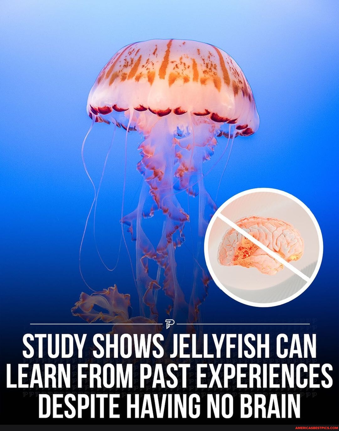 STUDY SHOWS JELLYFISH CAN LEARN FROM PAST EXPERIENCES DESPITE HAVING NO