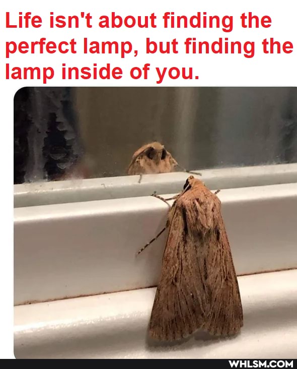 Life isn't about finding the
perfect lamp, but finding the lamp inside of you.