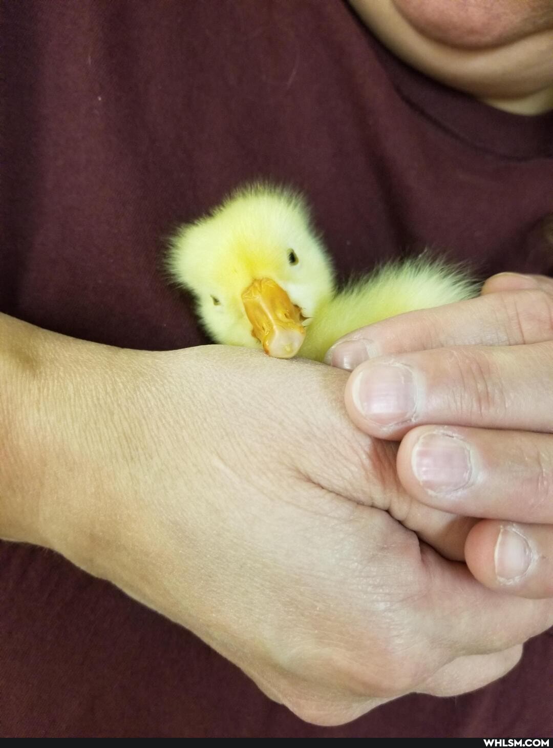 cuteness_overload, baby_animals, work_distraction, aaaawww, squeeeee