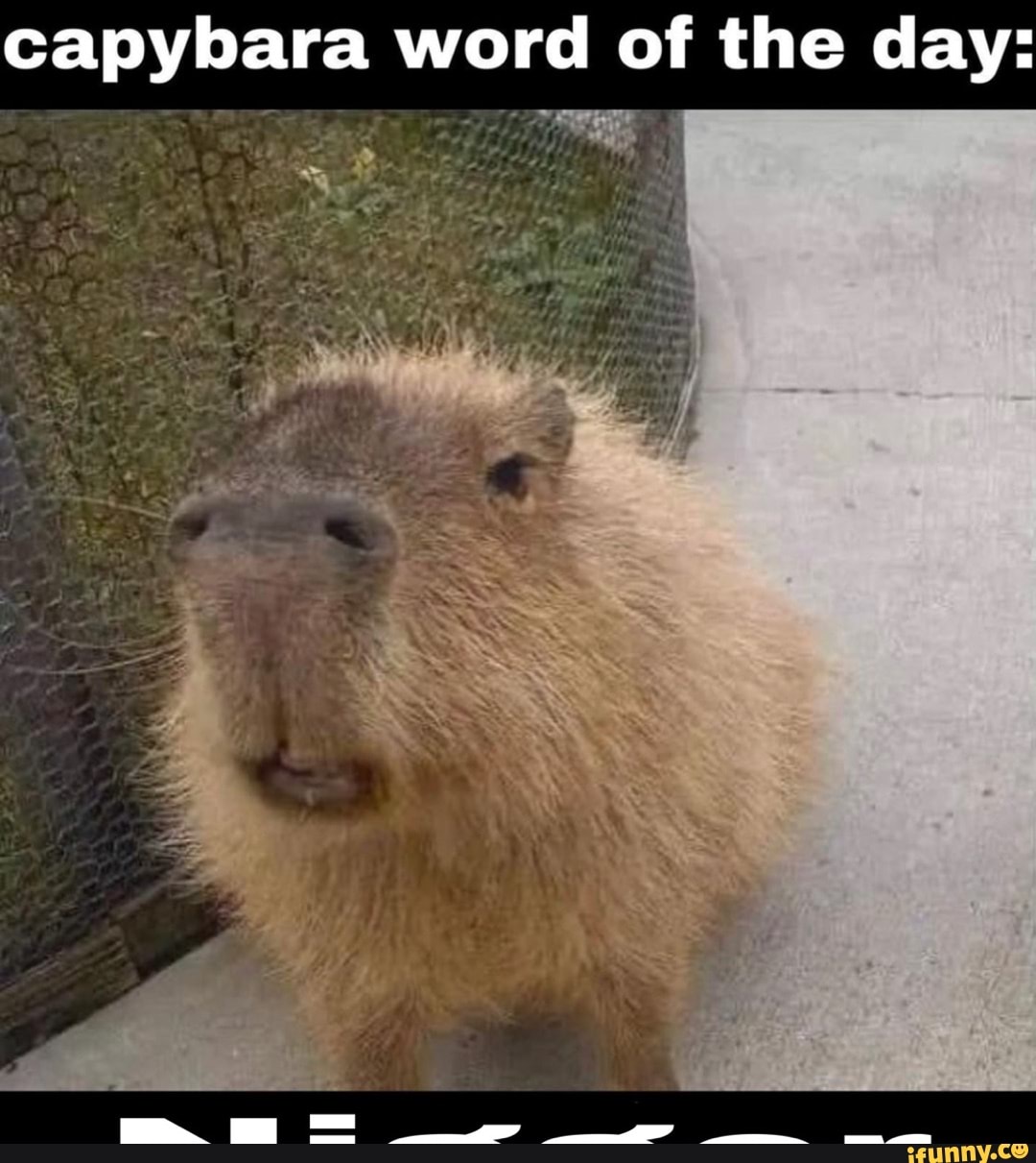 Capybara word of the day: - iFunny