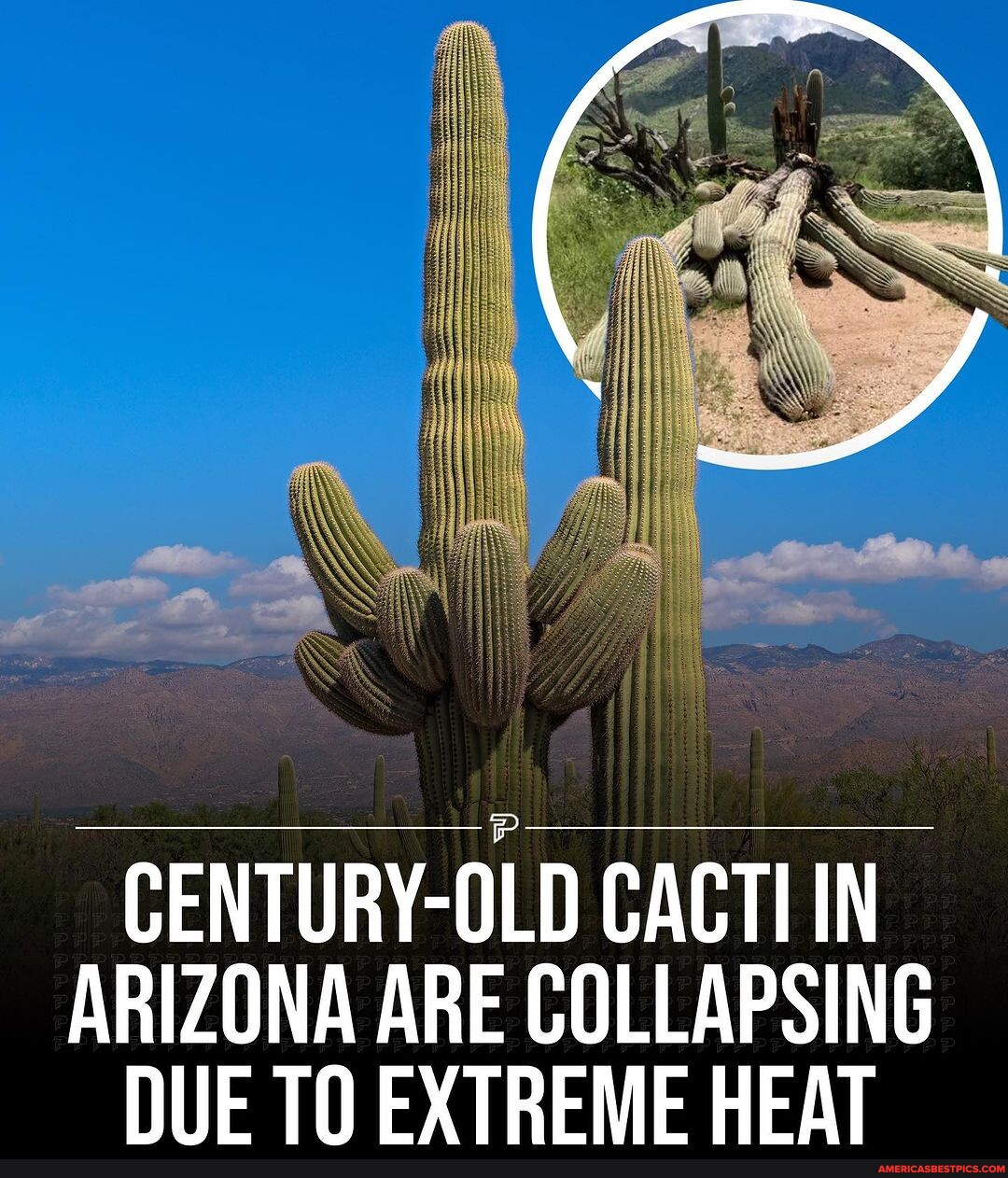 Saguaro Cacti in Arizona are collapsing from extreme heat according to scientists. 🌵☀️ Many of