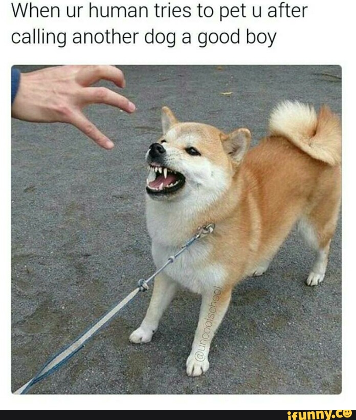 Good boys are no fun. Pupper necking. Pet meme. Power of sin собака. Aqua pupper.