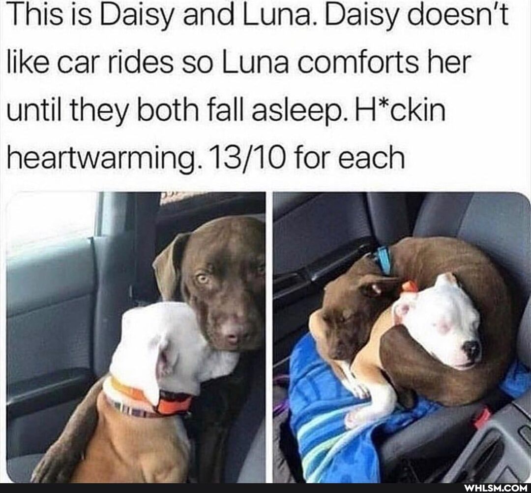This is Daisy and Luna. Daisy doesn't like car rides so Luna comforts her
until they both fall asleep. H*ckin heartwarming. for each