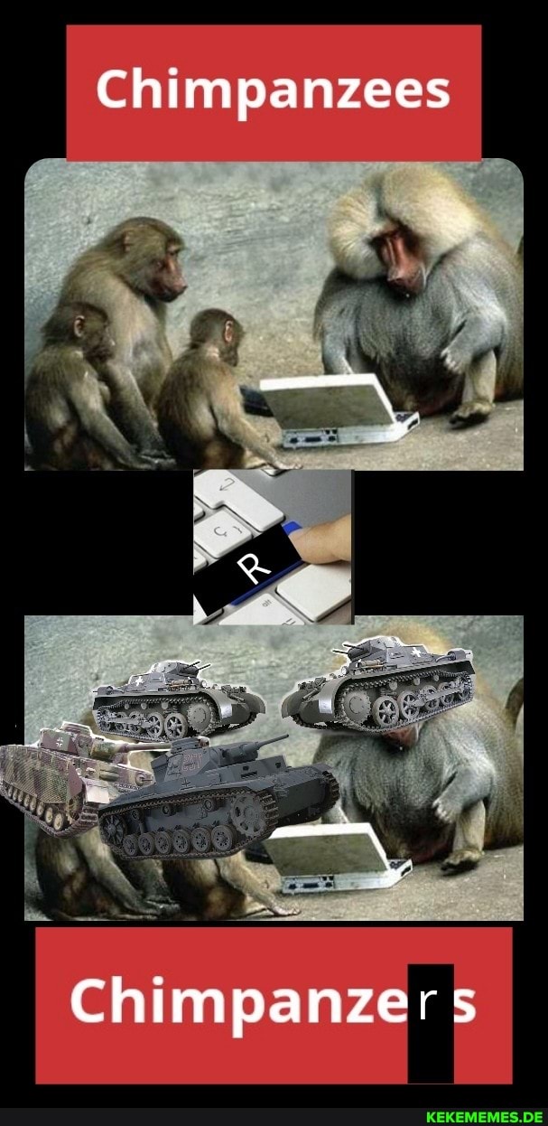Chimpanzees
Chimpanzers
