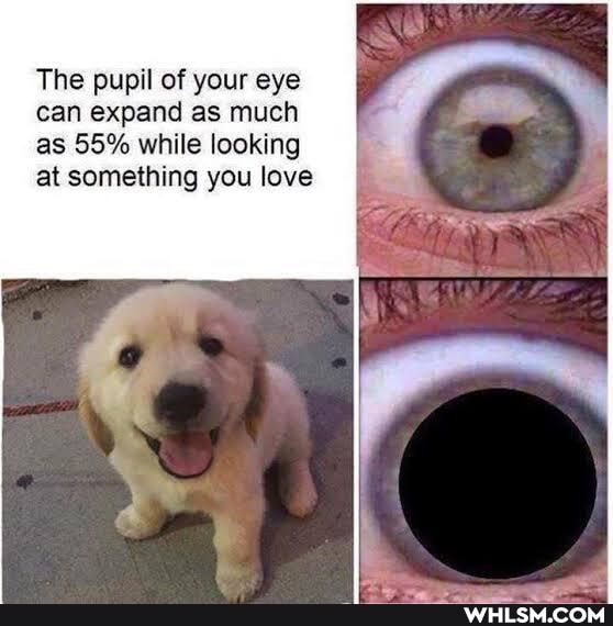 The pupil of your eye can expand as much as 55% while looking at something you love