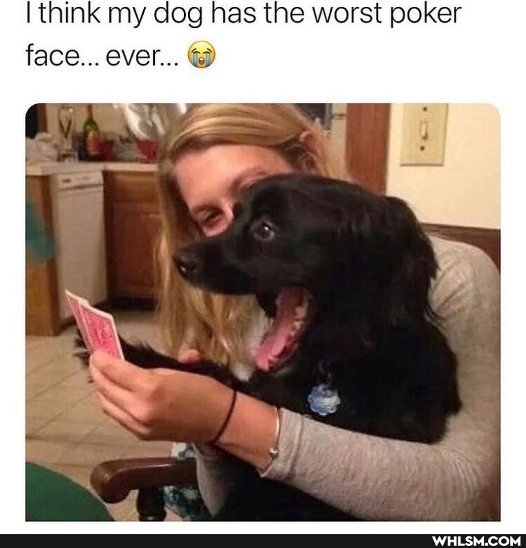 think my dog has the worst poker face... ever...