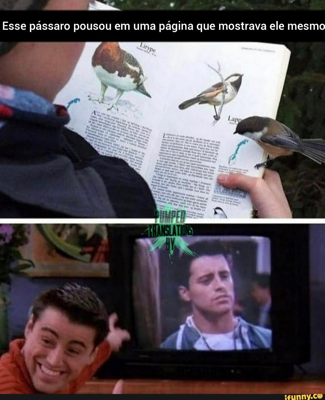 o
Esse pássaro pousou em uma
página que mostrava ele mesmo