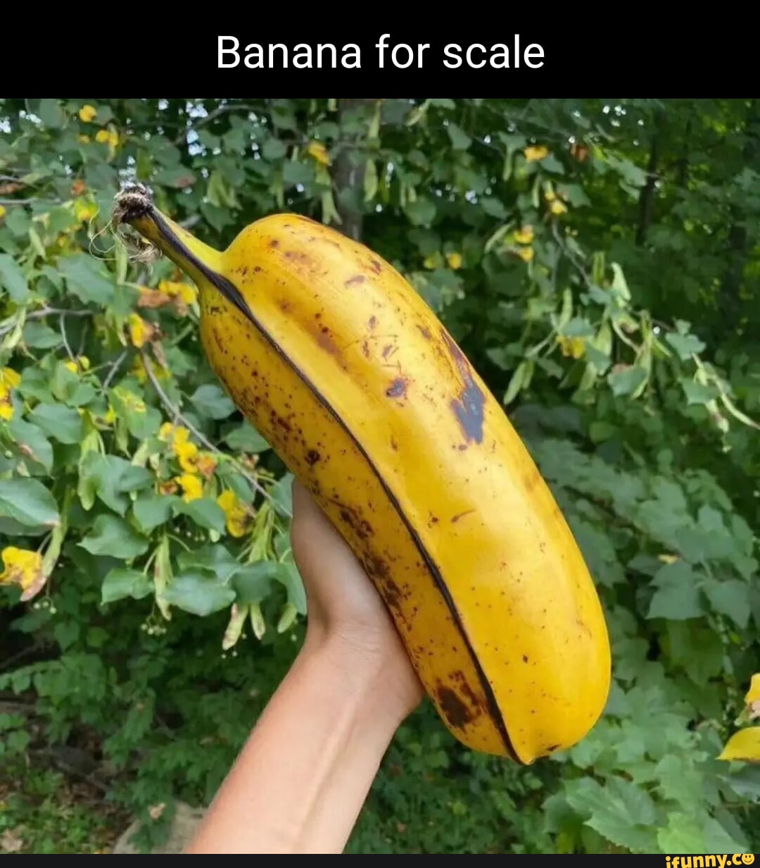 Banana for scale - iFunny
