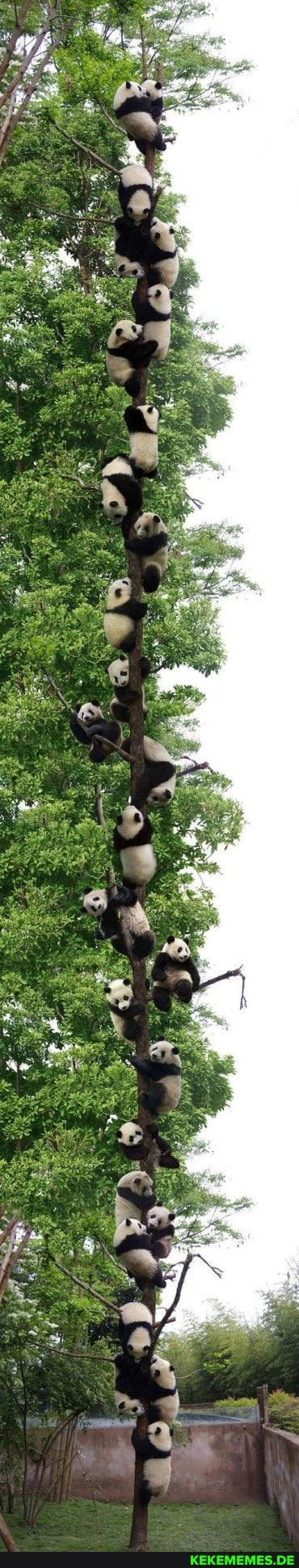 panda, panorama