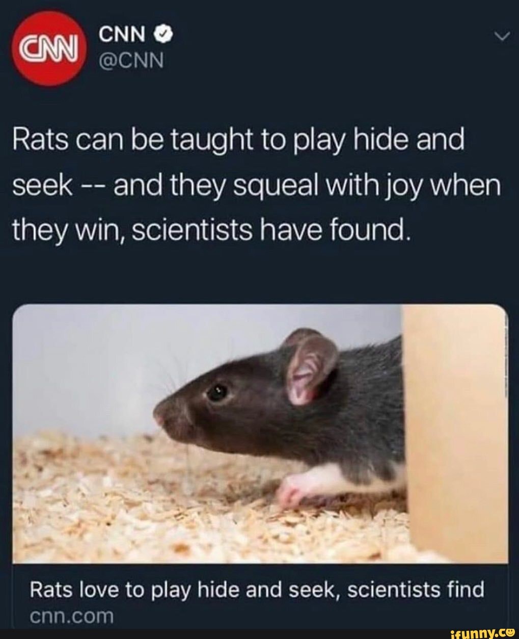 CNN @
@CNN
Rats can be taught to play hide and seek and they squeal with joy when they win, scientists have found.
Rats love to play hide and seek, scientists find