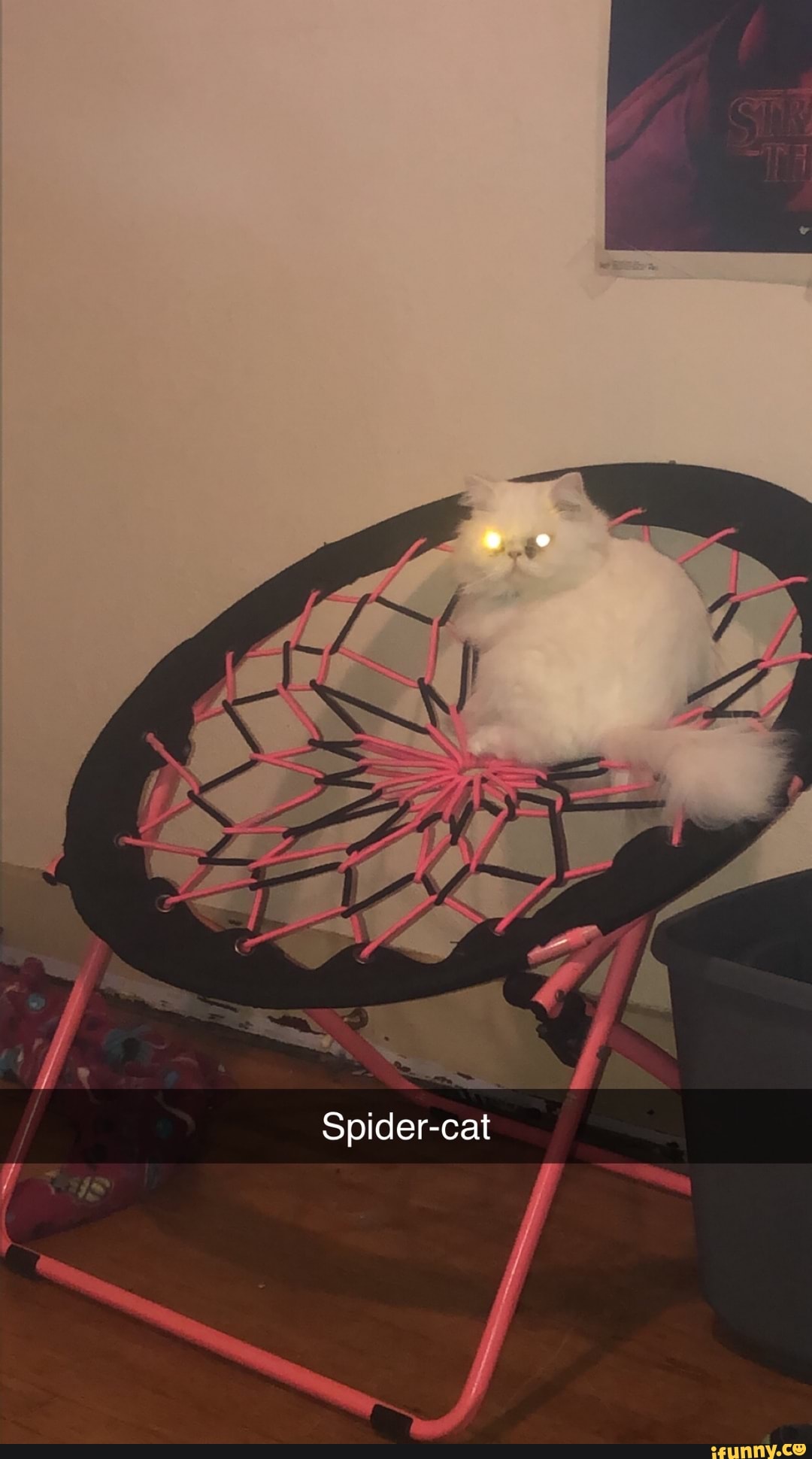 Spider-cat
La