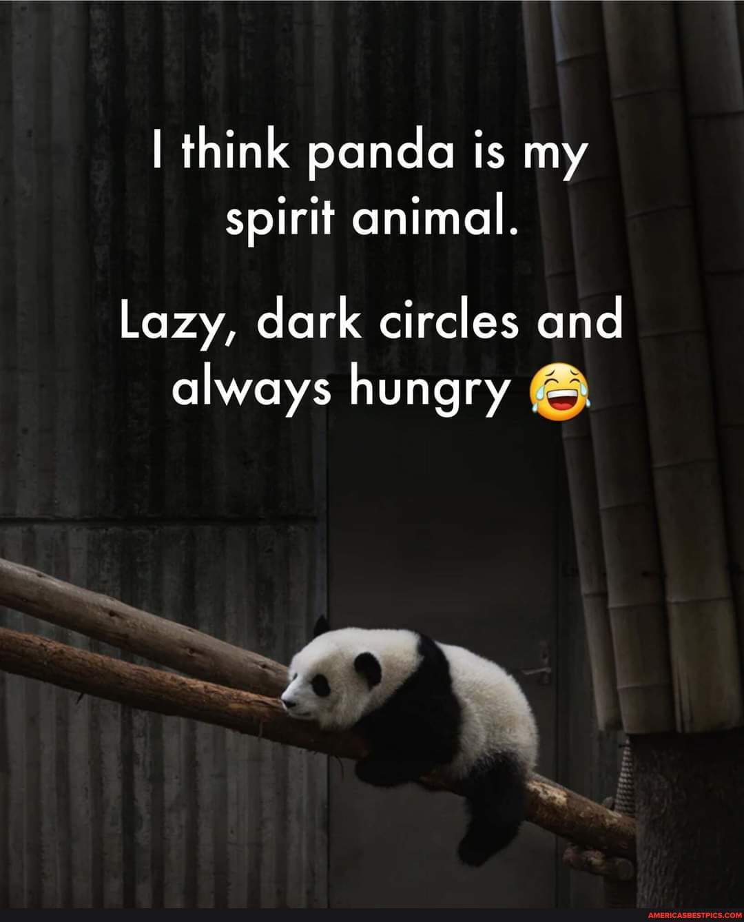 I think panda is my spirit animal. Lazy, dark circles and always hungry -  