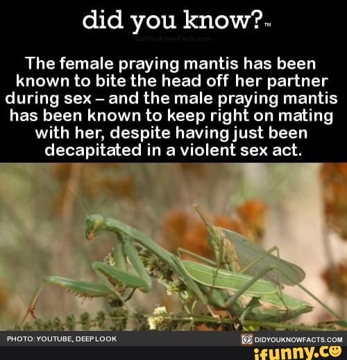 Did You Know The Female Praying Mantis Has Been Known To Bite The