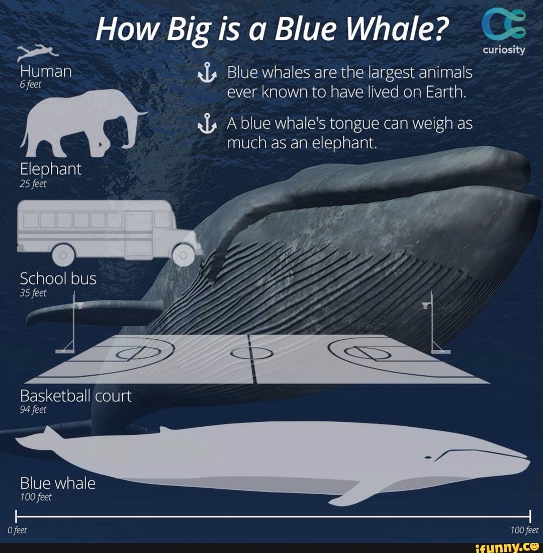 blue whale weight