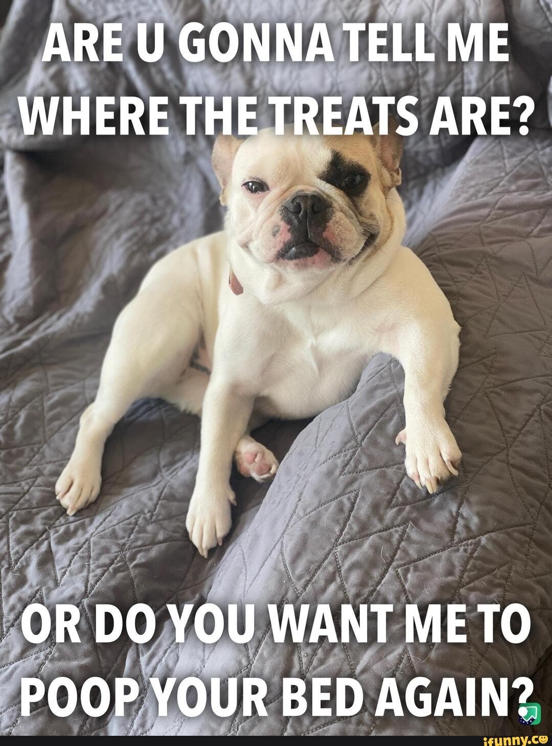 Frenchie Funnydog Funnymeme Meme Funny Are U Gonnatell Me Where The Treats Are Or Do You Want Me To Poop Your Bed Again