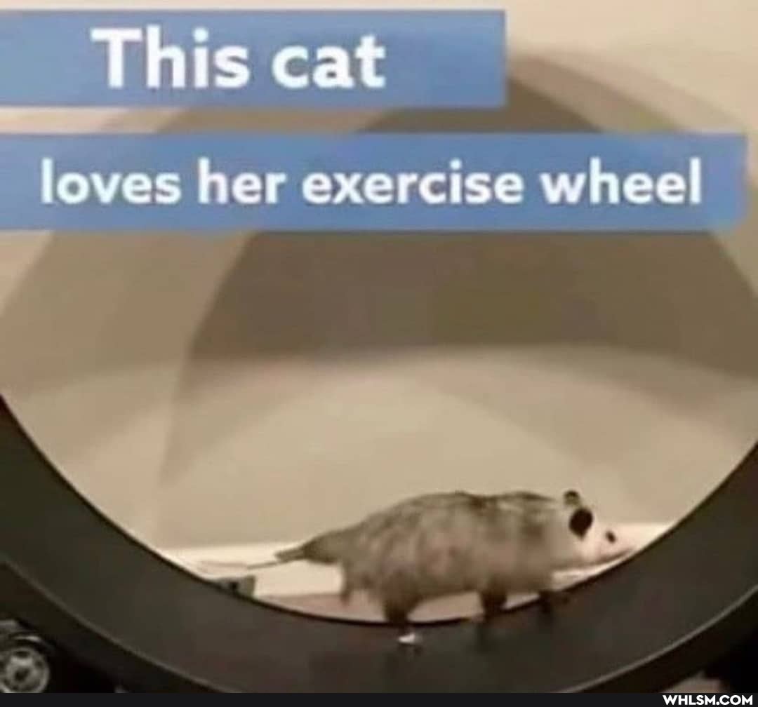 This cat
loyes her exercise wheel