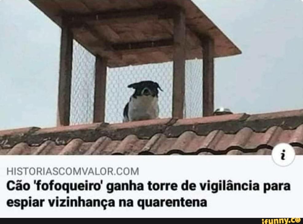 SE
HIS TORBASCOMVYALOR CORA Cão 'fofoqueiro' ganha torre de vigilância para espiar vizinhança na quarentena