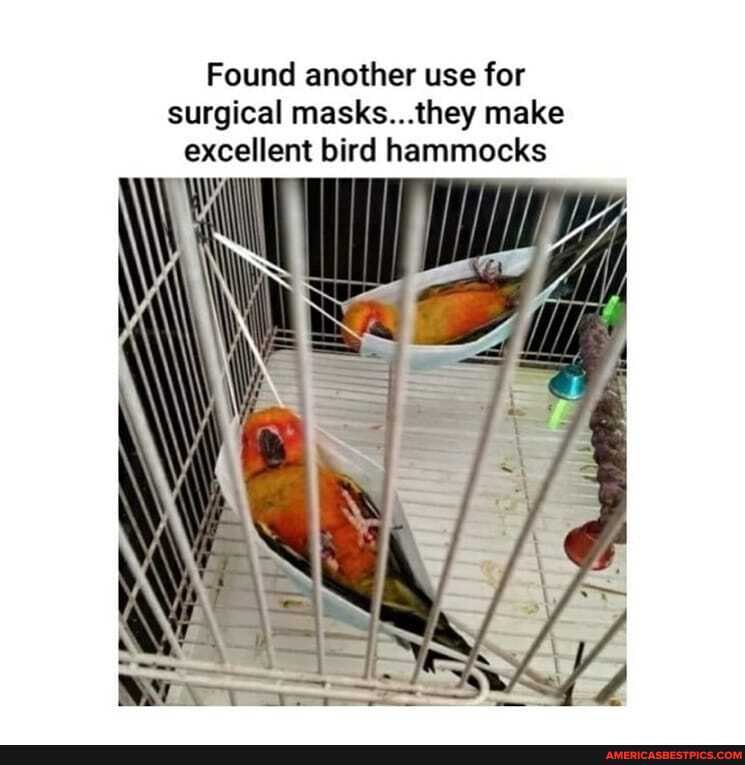 Found another use for surgical masks...they make excellent bird hammocks