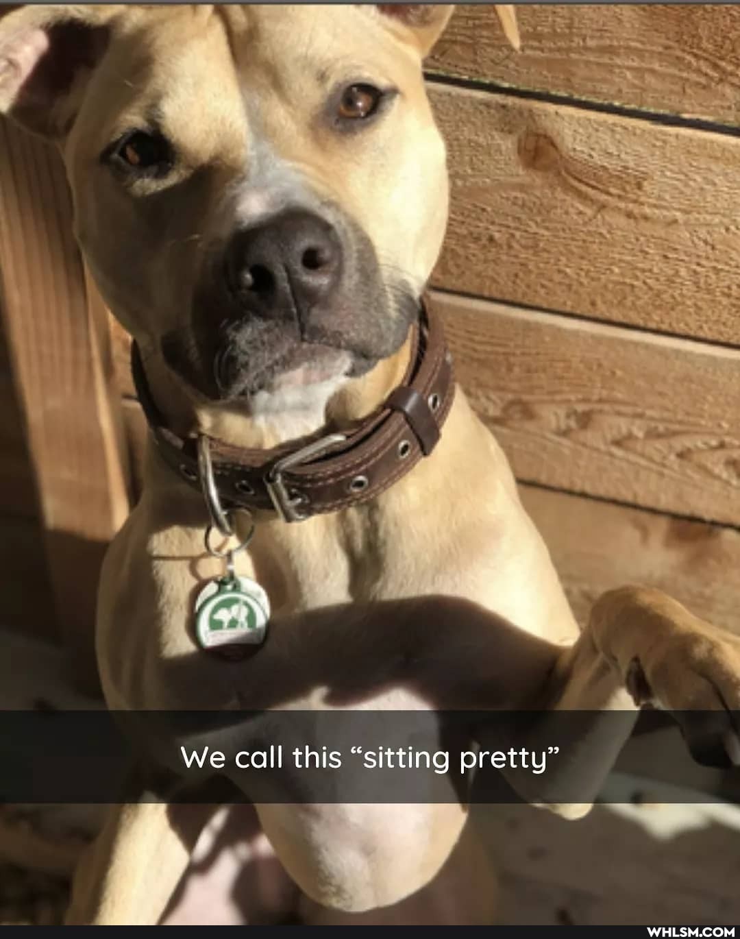 We call this "sitting pretty"