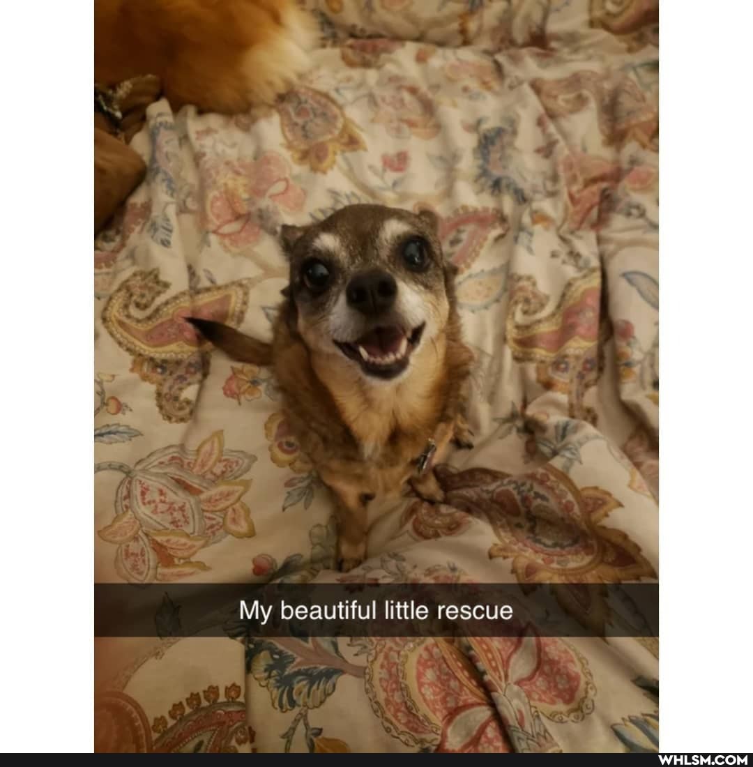 My beautiful little rescue