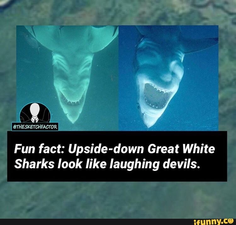 Upside down great white shark looks like the devil : r/pics