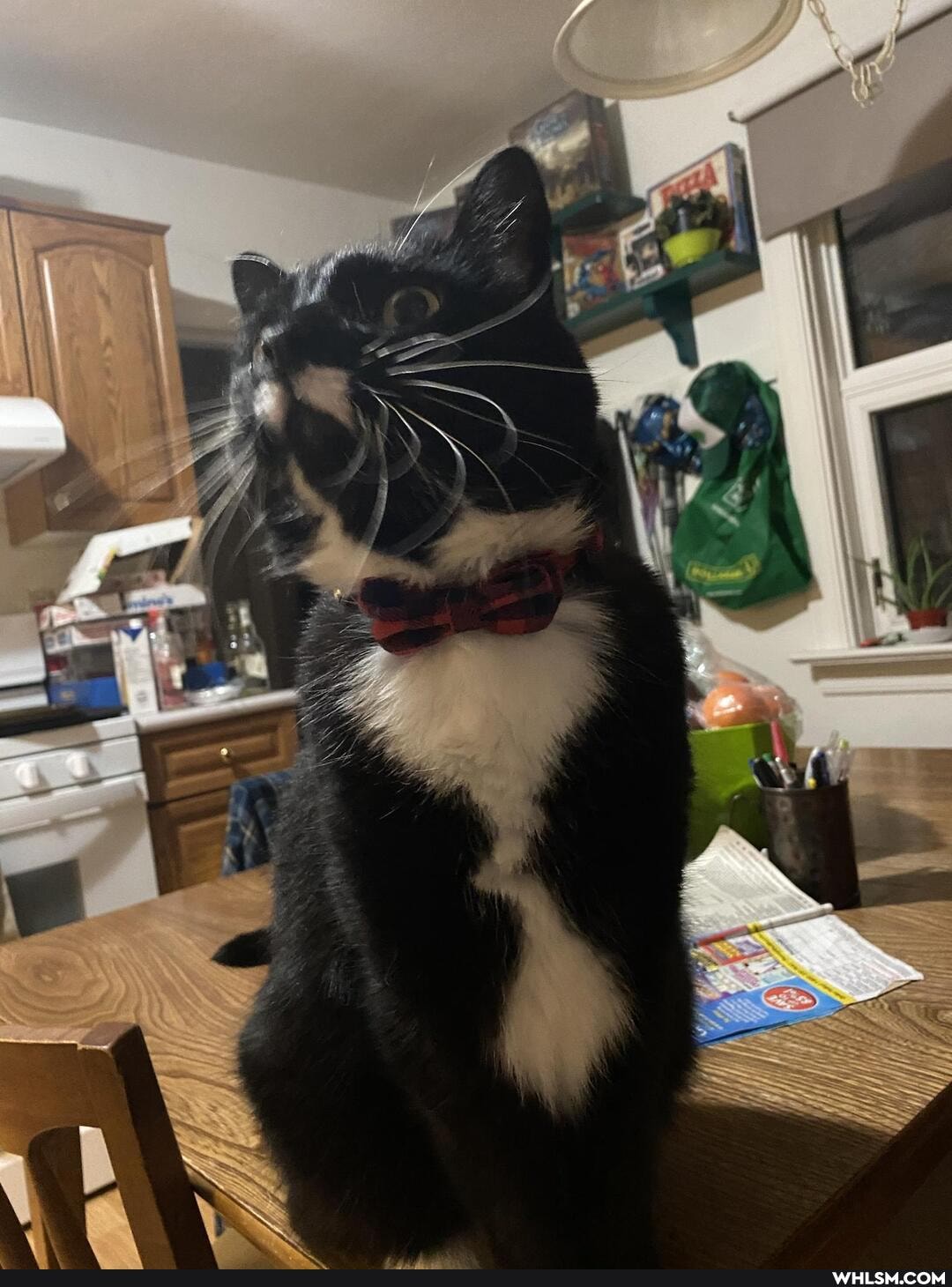cats, pets