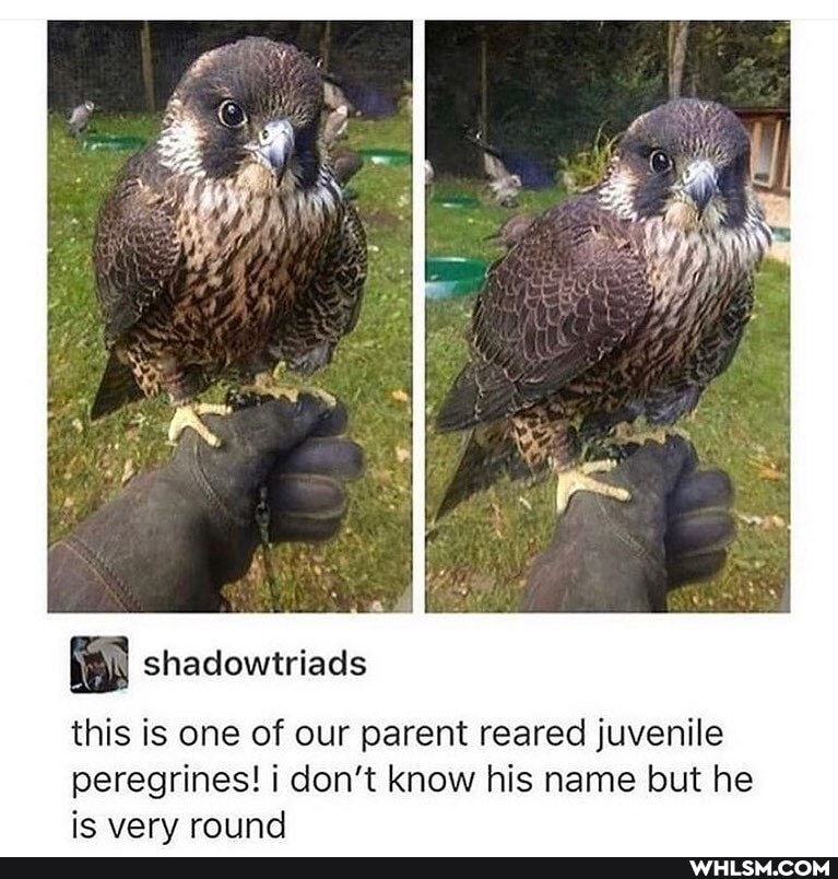 this is one of our parent reared juvenile peregrines! don't know his name but he
shadowtriads
ie