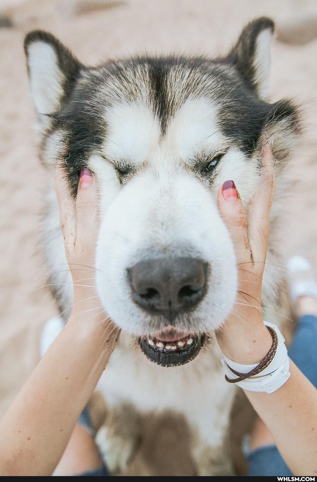 dogs, puppy, nature, dogs_are_the_best_people