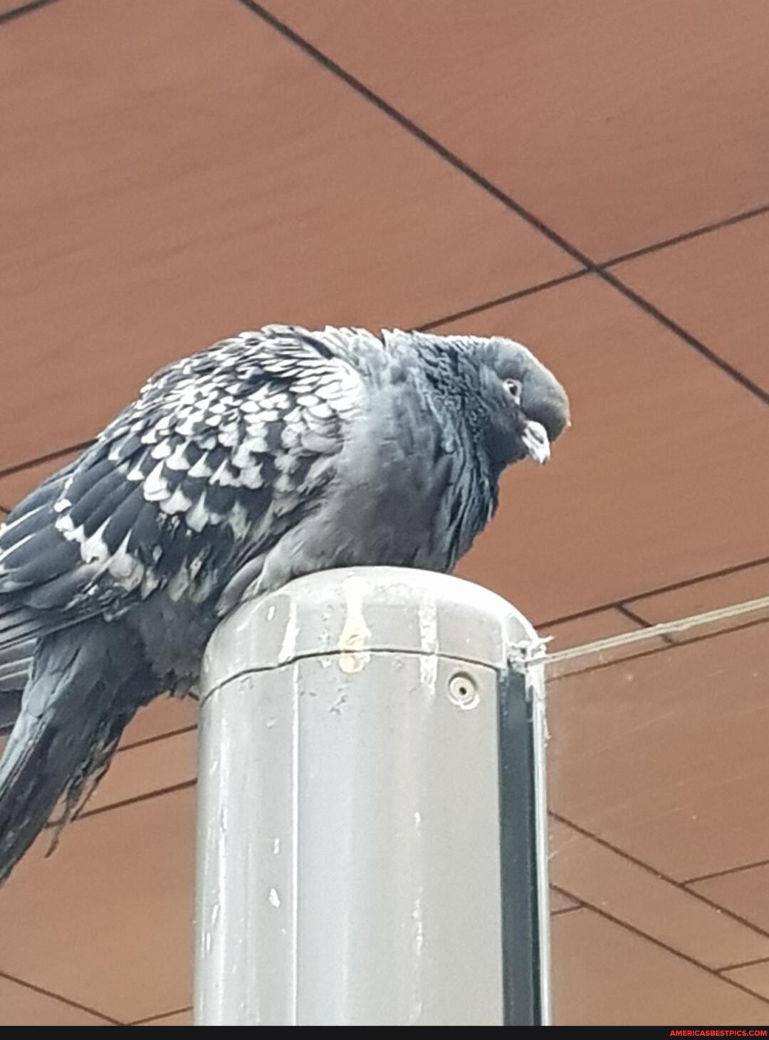sure, excactly, adheers, rule, pigeon, kept, company, whi
